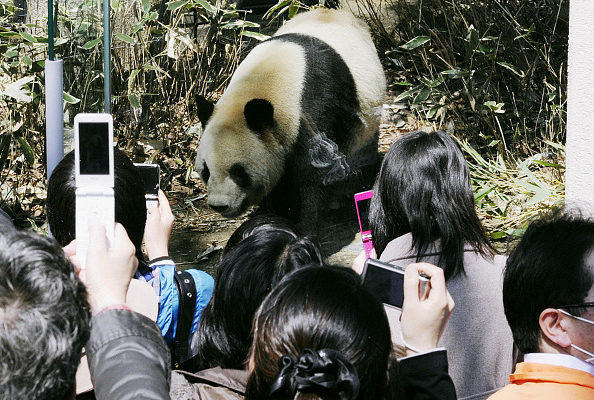 熊猫香香6月回国,日本网友哭求再待几天,国宝