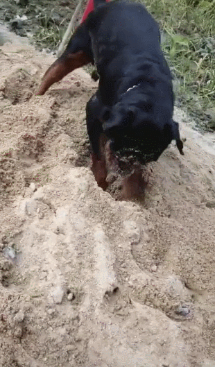 310_529竖版 竖屏gif 动态图 动图