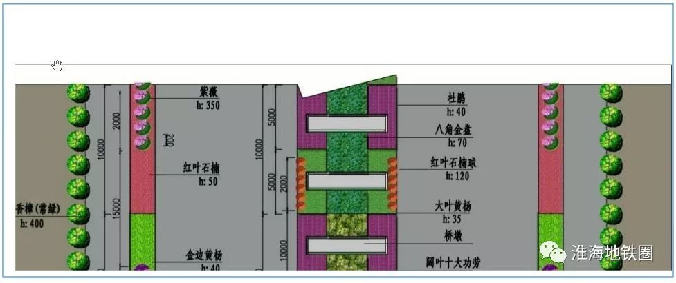 而上下匝道標準段則主要在海帶寬中分帶,側分帶種植麥冬,八角金盤