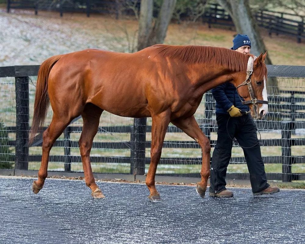 "正义"荣膺"美国马王",美国赛马年度盛会日蚀奖揭晓!