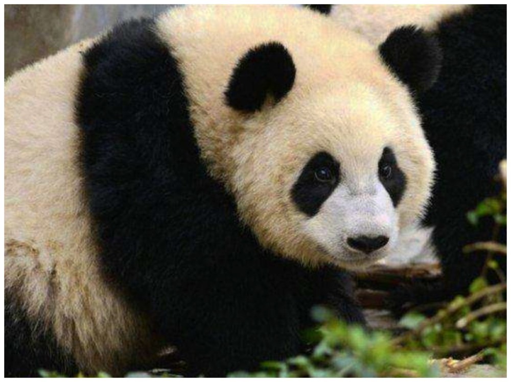 外国人为什么求着高价租大熊猫,日本人:一年能