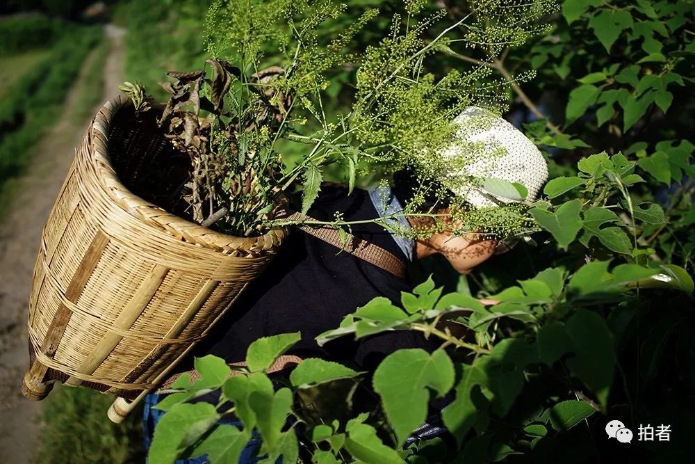 逃离城市的年轻人