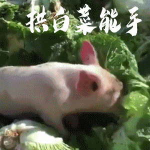 300_300gif 动态图 动图