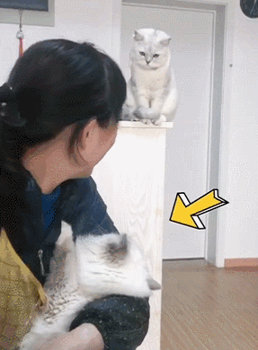 知乎精选哈哈哈哈哈哈哈哈哈哈家猫跟所有的猫科动物一样,都有非常
