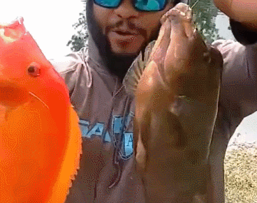 别人的小水沟,钓上的鱼都不小,是变异的罗非鱼吗?网友:罗汉鱼