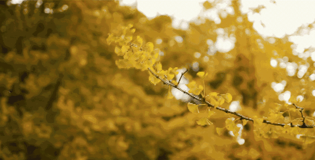 640_326gif 动态图 动图