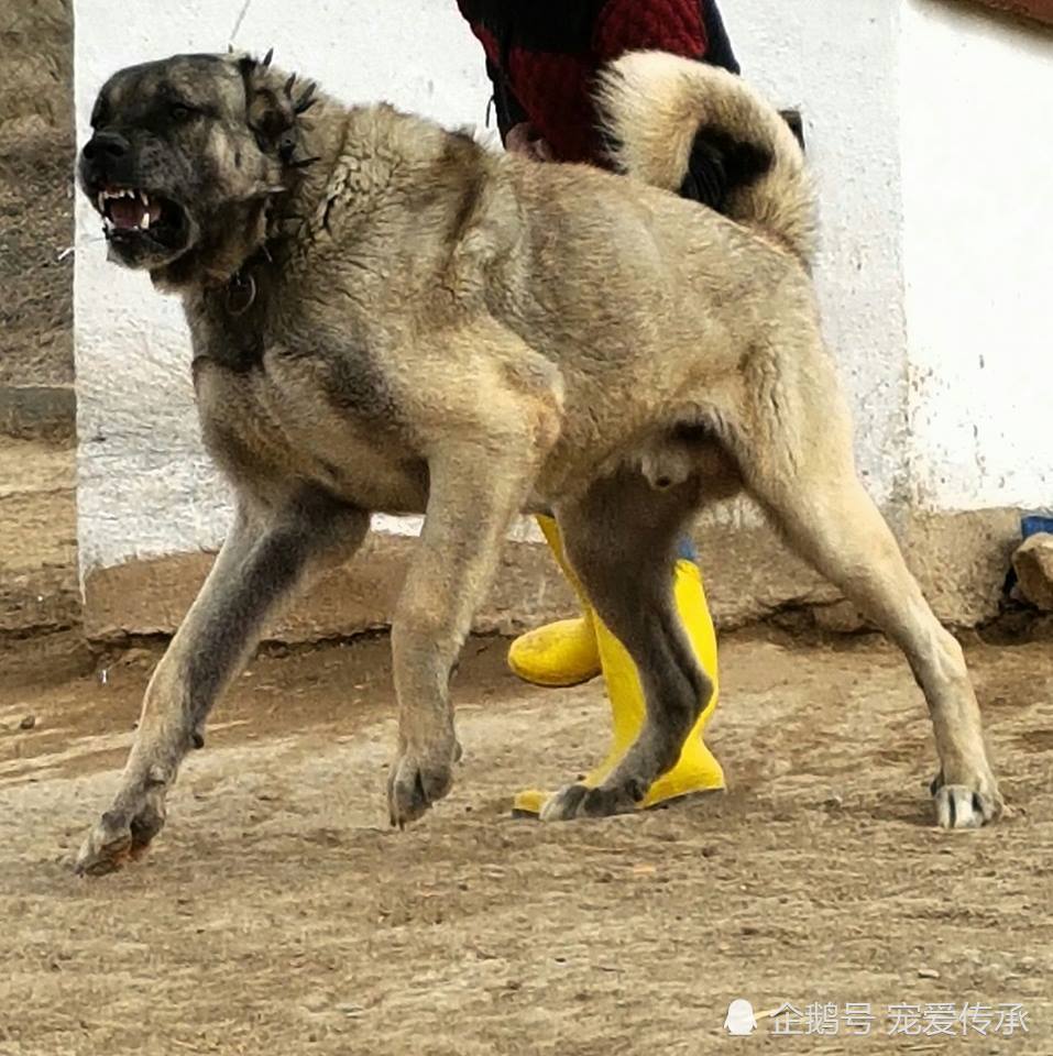 拥有千年战犬血脉的猛犬,草原真正的霸王,被誉为"狼族收割机"