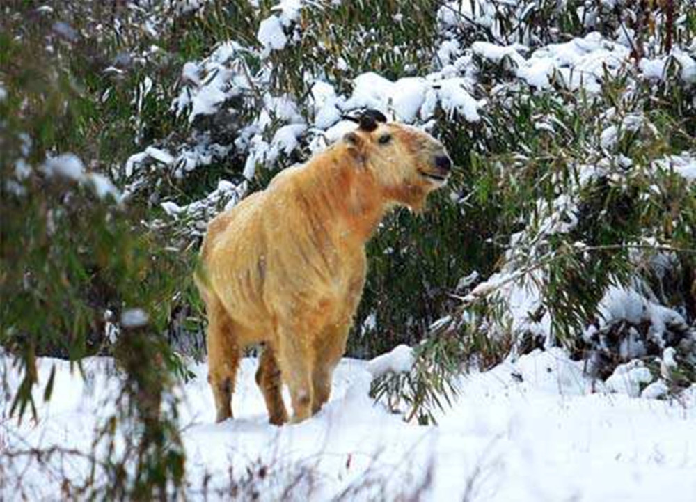 一只羚牛闯入陕西老乡家,霸占热炕取暖,整整一
