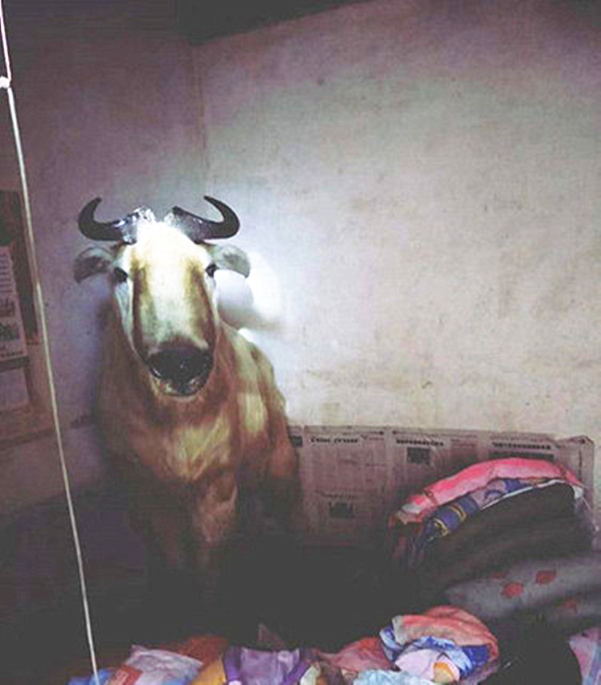 一只羚牛闯入陕西老乡家,霸占热炕取暖,整整一