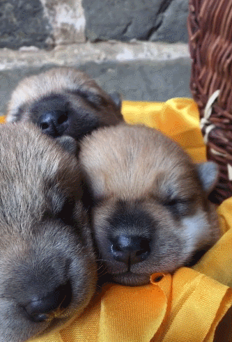 333_491竖版 竖屏gif 动态图 动图