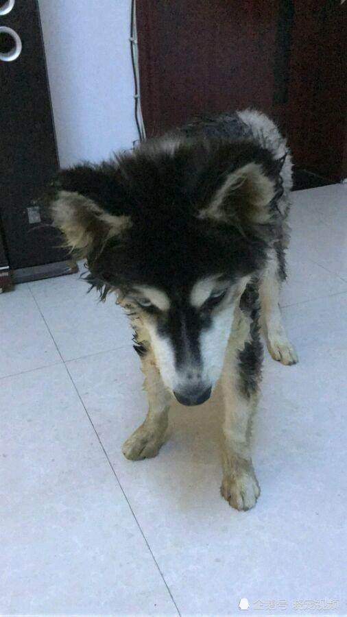 二哈拆家时咬电线,不料被电成"卷毛狗",它的反应令人笑了