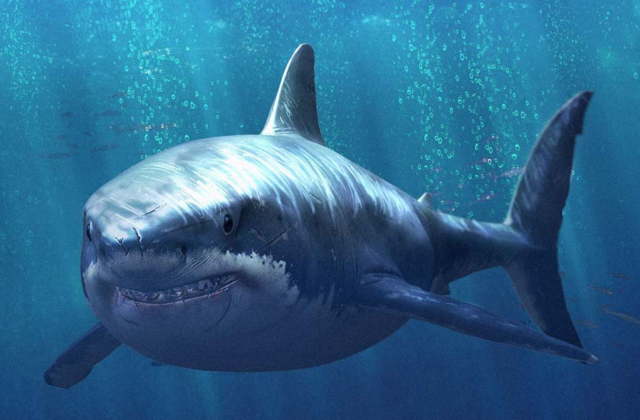 疯狂大鲨鱼一口咬住另一条鲨鱼,结果成这样