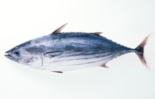 蓝鳍金枪鱼真实图片