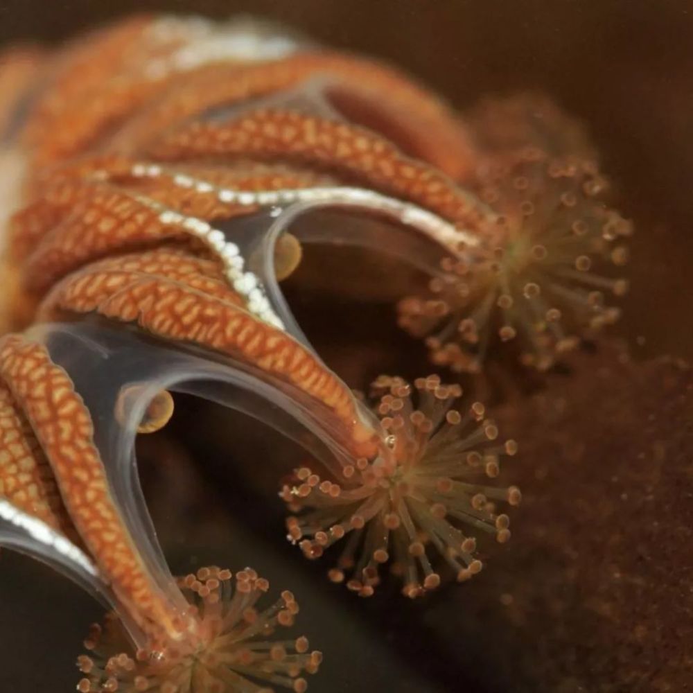 海里居然有"吊灯"?可以用来照亮吗?