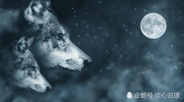 心理测试 哪一匹狼是真正的狼王 测试你的人生能否逆袭