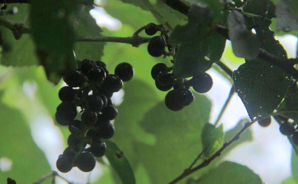 农村常见的小黑果,农村小孩最熟悉,如今市场上一斤50元很难求