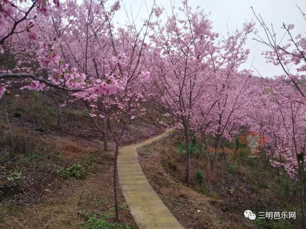 三明这个地方的樱花开的太美了,地址就在…