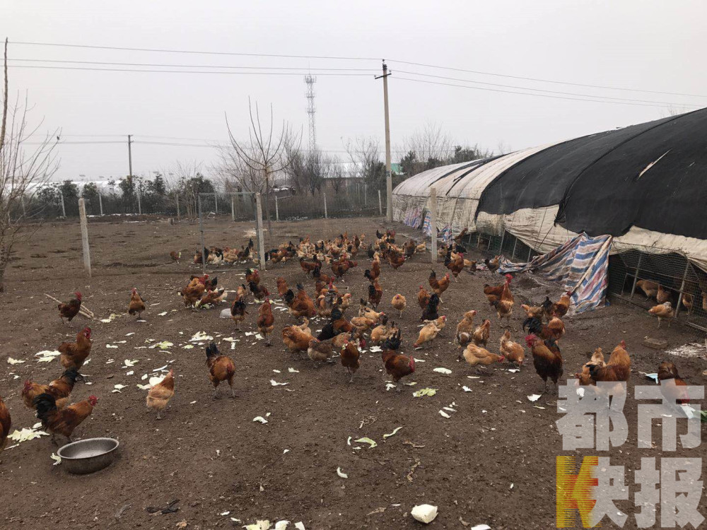 西安夫妻俩秘方养鸡喂茶叶辣椒面 销路却成难