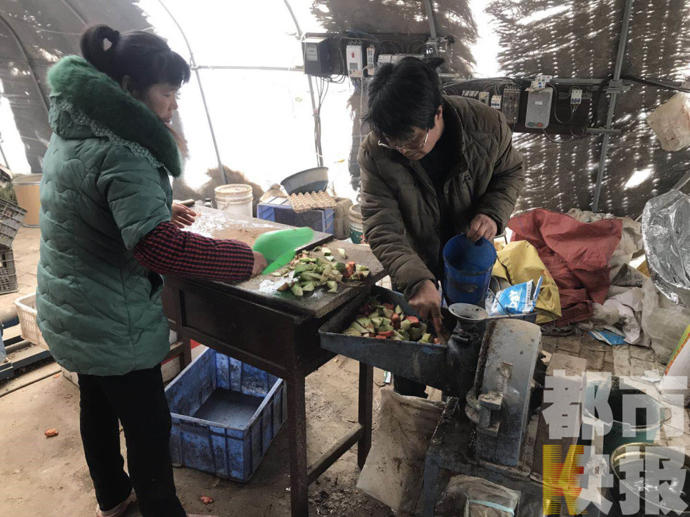 西安夫妻俩秘方养鸡喂茶叶辣椒面 销路却成难