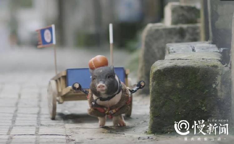 有只小猪佩琪卖得了萌拍得了广告 主人最怕它