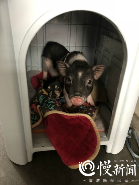 有只小猪佩琪卖得了萌拍得了广告 主人最怕它