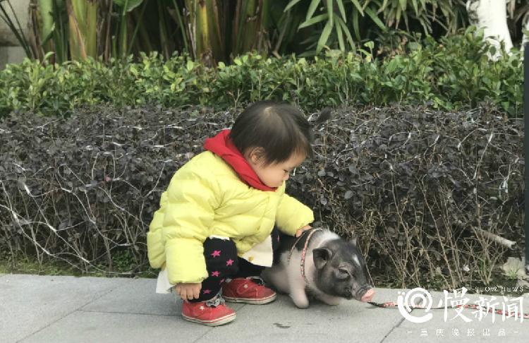 有只小猪佩琪卖得了萌拍得了广告 主人最怕它