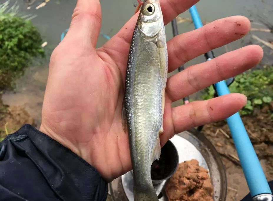 釣魚:裝備越來越多,魚越釣越少,有這種感覺的不止你一人!