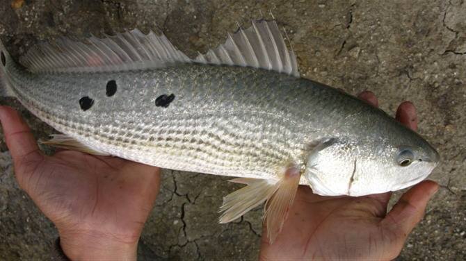 美國,魚類,搖錢樹,墨西哥,石首魚