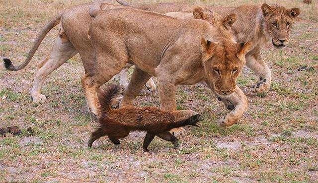比特犬和蜜獾都是为战而生,它俩打架谁会胜出?看看这些就清楚了