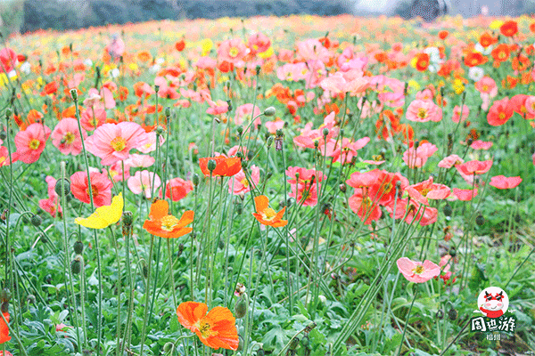 菜菜_敏我想和你去花海公园,油菜花,虞美人.