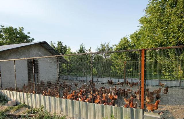 鸡舍,棚舍,雏鸡