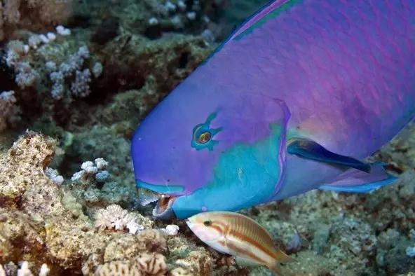 蓝色鹦嘴鱼每天在海底嚼岩石它可是白色沙滩的建造者