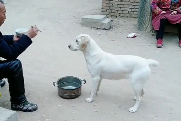 每次一闻到邻居开饭了,狗狗就拿小锅上去要吃的,主人表示很无奈