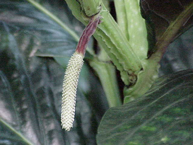 苎叶蒟(piper boehmeriaefolium)图源:wikipedia