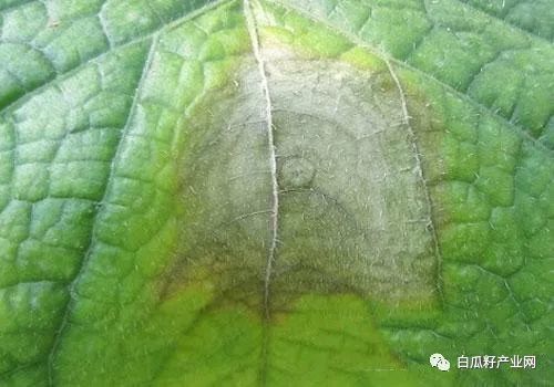 南瓜灰霉病发病症状