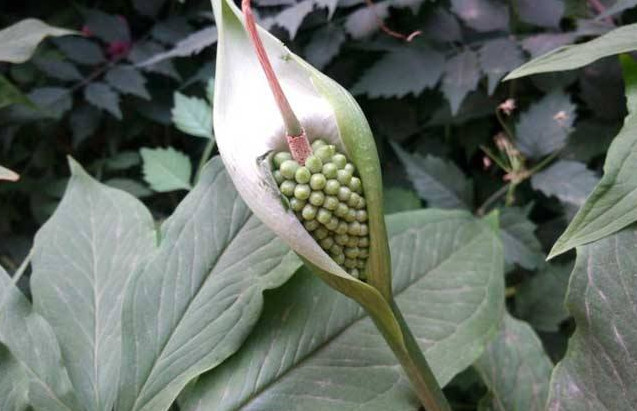 山上这种野生中草药,老辈人用它来治疗