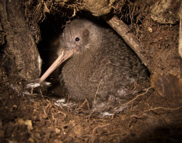新西兰,嗅觉,几维鸟