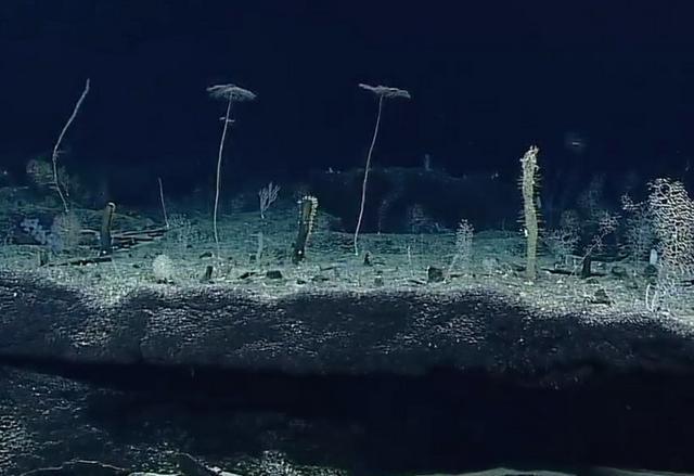 在挑战者深渊这样的地方,实际上比深海带更深,叫做超深渊带.