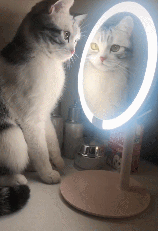 猫咪见到镜中的自己就懵了,对镜子做出怪异的动作