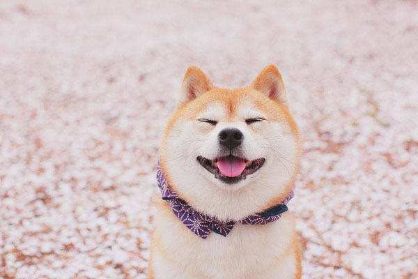 疯狂的柴柴钻头柴犬高速甩头背后的原因竟然是