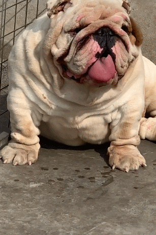 狗狗胖成一头猪身体肥硕走起路时让人心慌