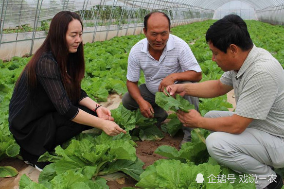 農業,合作社,農業補貼,信貸,農業保險