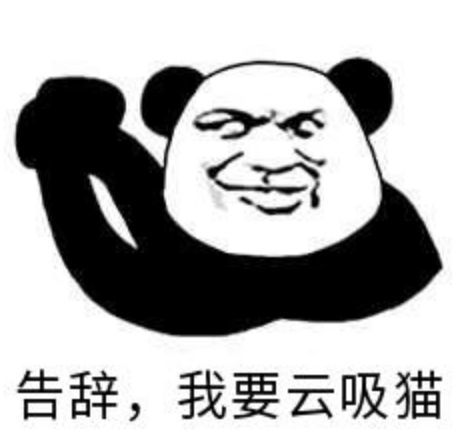 被猫咪教会的人生哲学,真的感谢自己有只猫