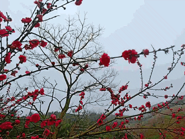春风十里 不如花开有你 快来平和高峰谷看花吧 腾讯新闻