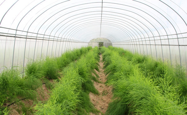 农村一种"地上虫草",农民不敢拿去喂猪,30元两根,能治大病