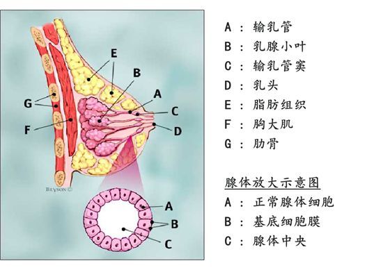 正确认识乳腺疾病从乳房的自我检查开始