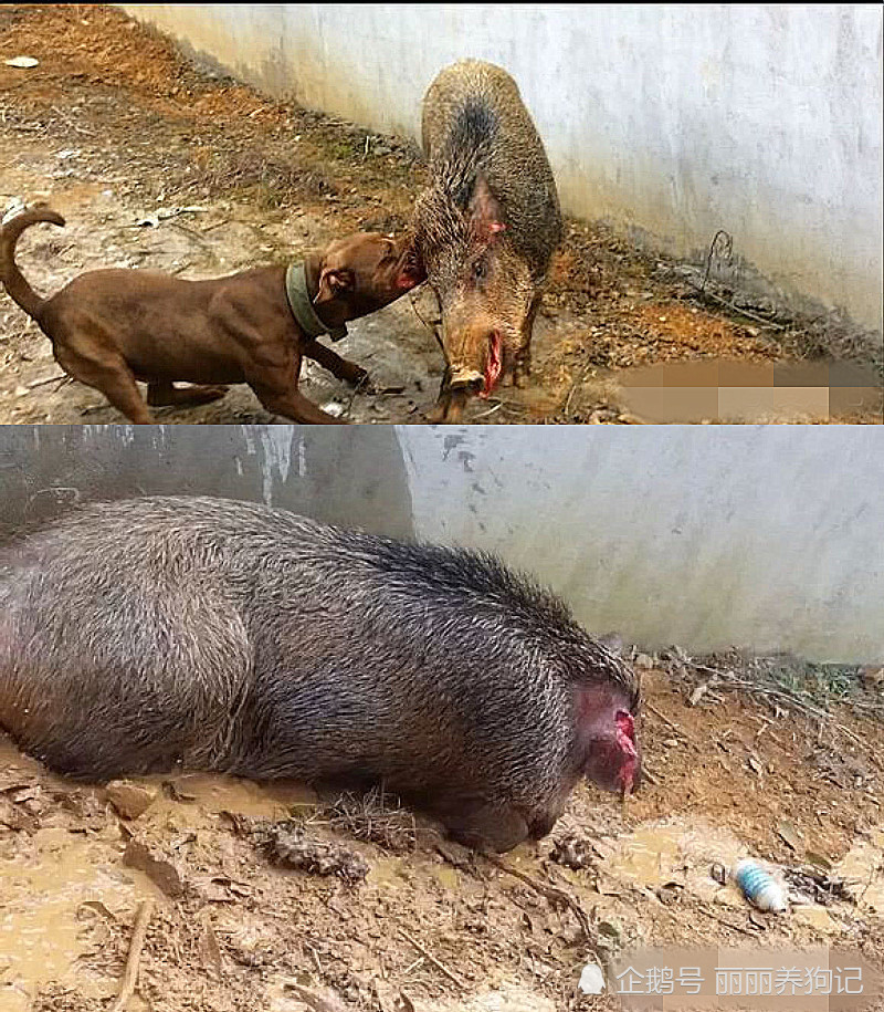 趁主人没注意,比特犬溜进关野猪的猪圈跟它比了一场,结局很惨烈