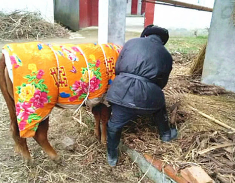 看到穿了衣服的特殊牛,男子好奇上前询问,老人的话让人感动不已