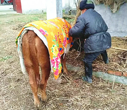 看到穿了衣服的特殊牛,男子好奇上前询问,老人的话让人感动不已