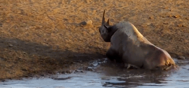 621_290gif 动态图 动图